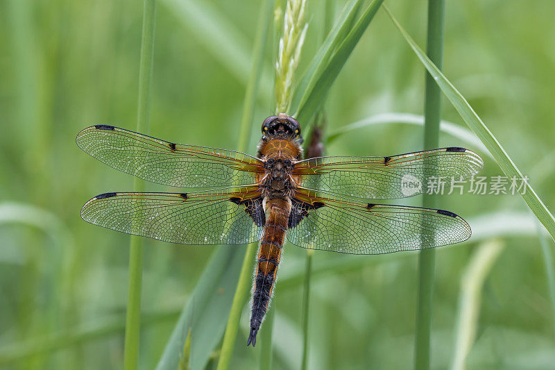 四只斑追逐蜻蜓(Libellula quadrimaculata)张开翅膀在植物上休息